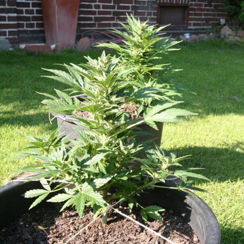 Auto Lowryder #2 feminised Ganja Seeds - 7 насінин