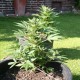 Auto Lowryder #2 feminised Ganja Seeds - 7 насінин