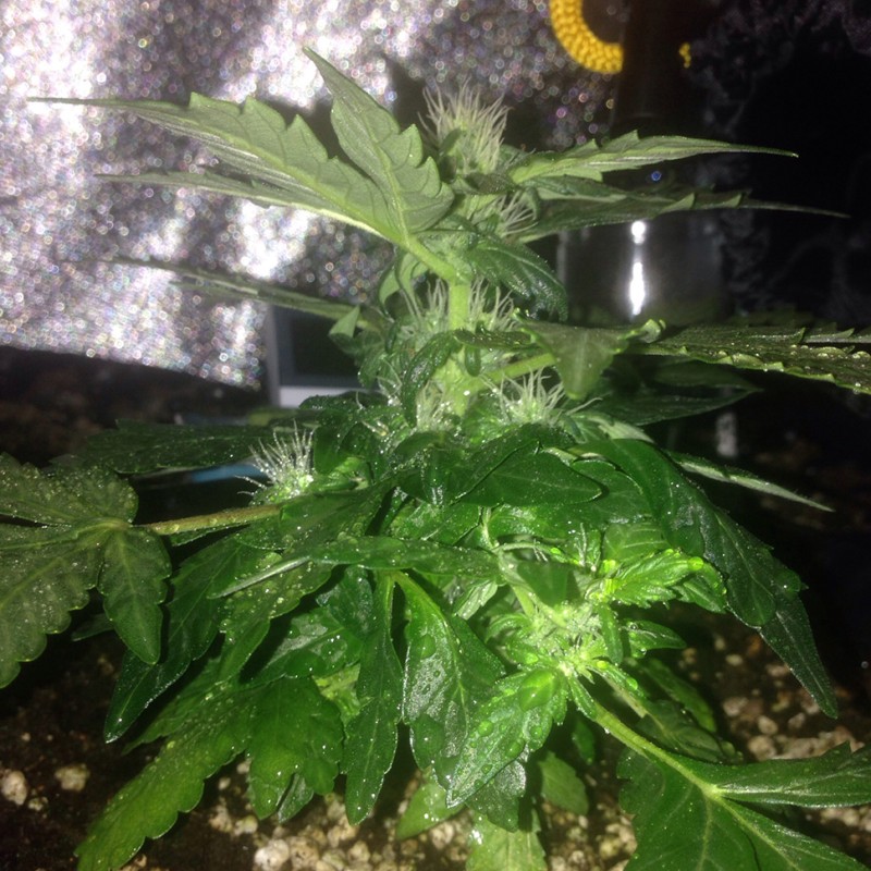 Auto Lowryder #2 feminised Ganja Seeds - 7 насінин
