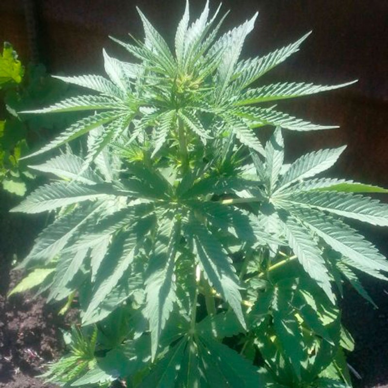Auto Lowryder #2 feminised Ganja Seeds - 7 насінин