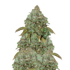 Auto Maxi Gom feminised Ganja Seeds