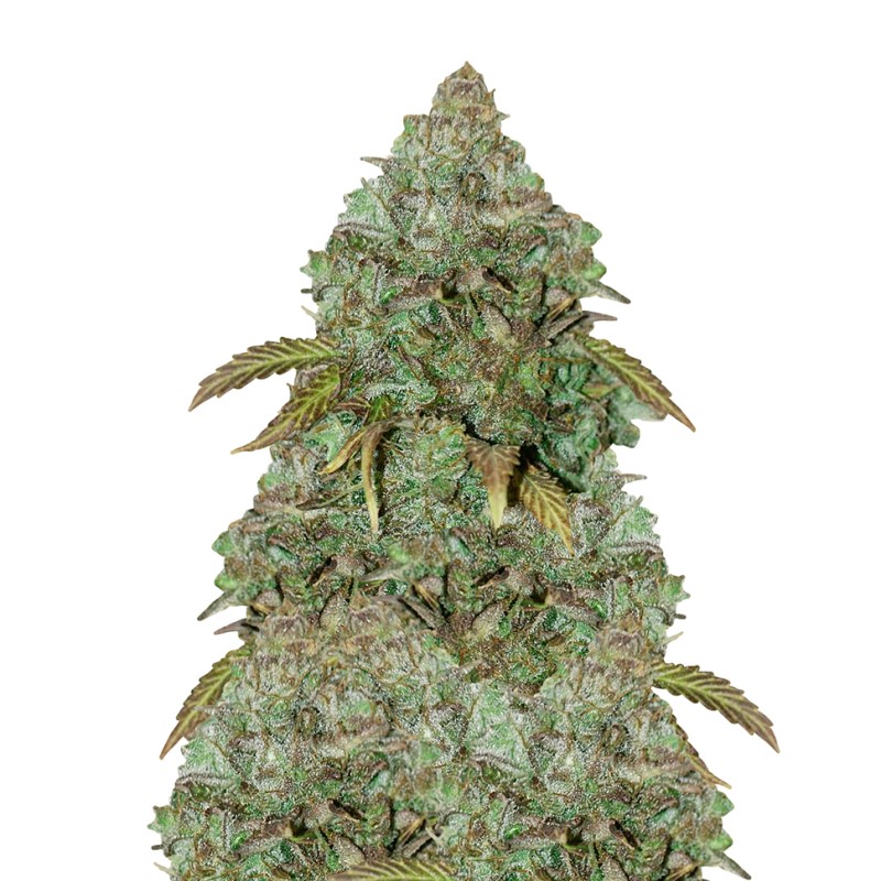 Auto Maxi Gom feminised Ganja Seeds - 777 насінин