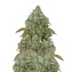 Auto Maxi Gom feminised Ganja Seeds - 777 насінин