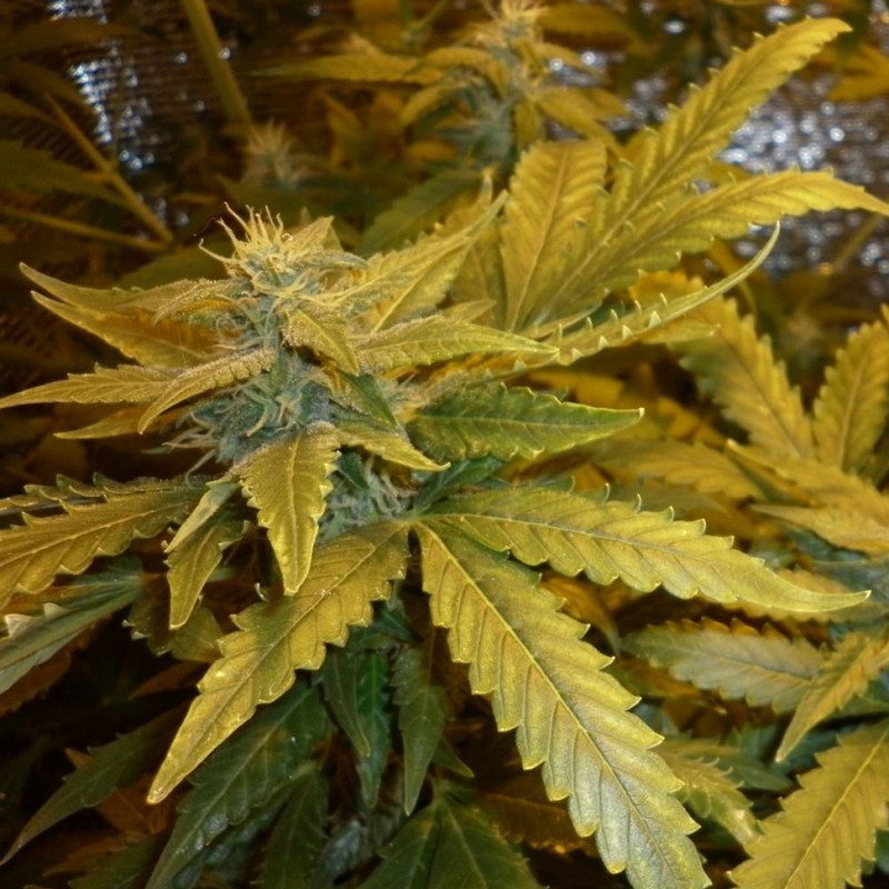Auto Maxi Gom feminised Ganja Seeds - 777 насінин