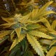 Auto Maxi Gom feminised Ganja Seeds - 777 насінин