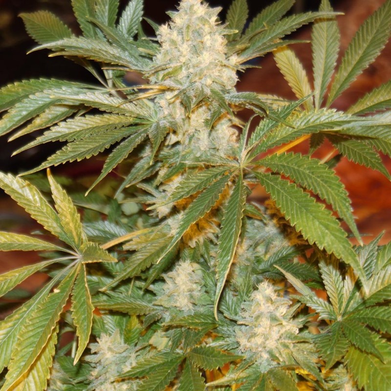 White Rhino feminised Ganja Seeds - 2 насінини