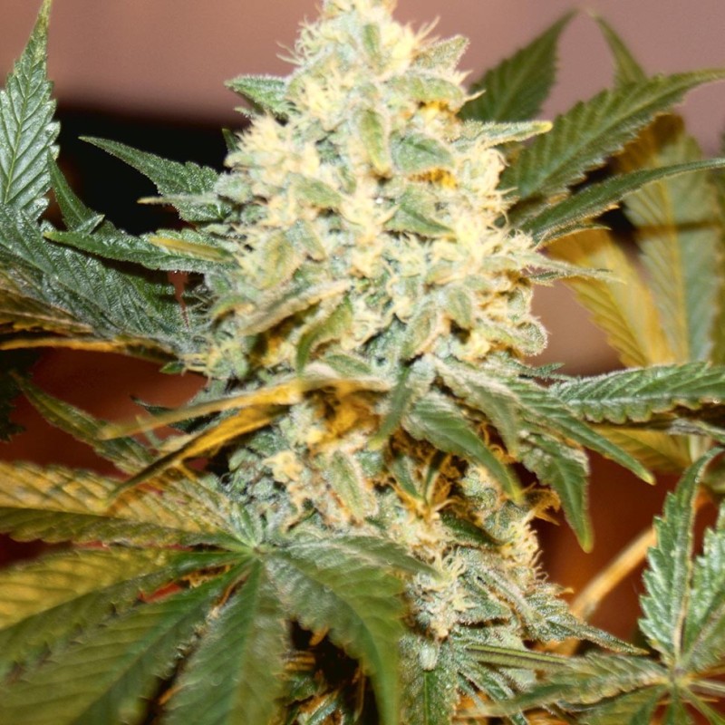 White Rhino feminised Ganja Seeds - 2 насінини
