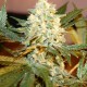 White Rhino feminised Ganja Seeds - 2 насінини