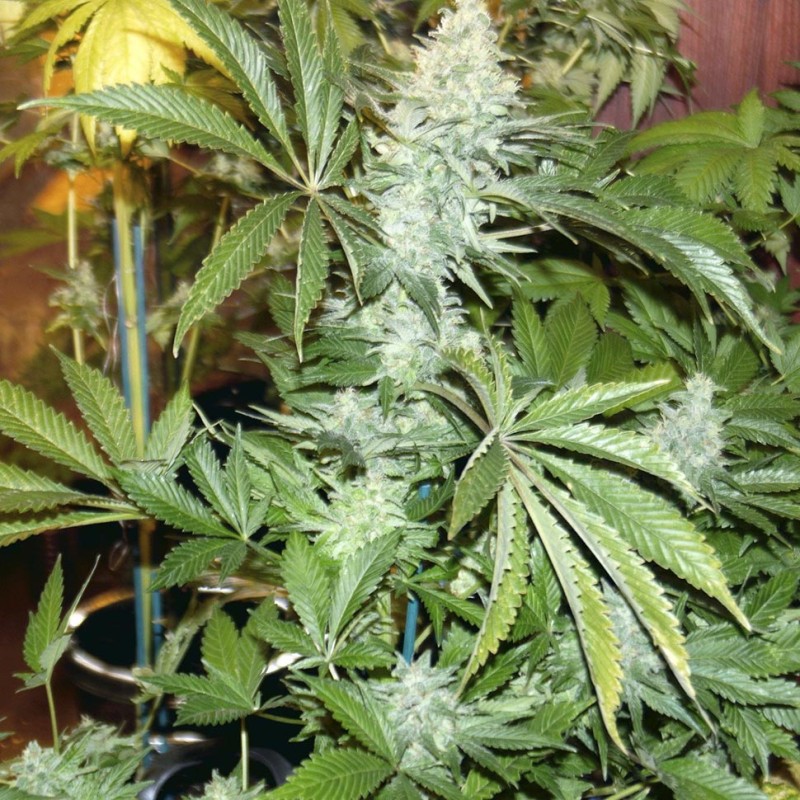 White Rhino feminised Ganja Seeds - 2 насінини