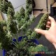 Auto Amnesia Haze feminised Master Seed