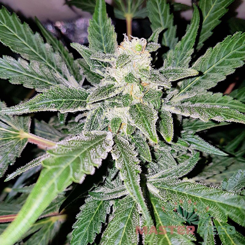 Auto Amnesia Haze feminised Master Seed