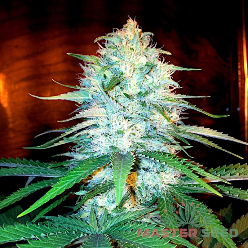 Auto Amnesia Haze feminised Master Seed