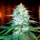 Auto Amnesia Haze feminised Master Seed