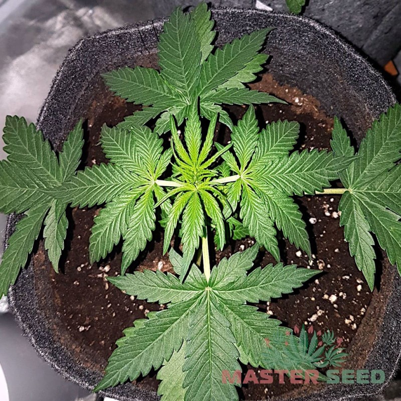 Auto Amnesia Haze feminised Master Seed