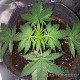 Auto Amnesia Haze feminised Master Seed