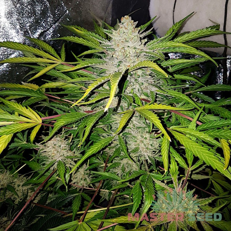 Auto Amnesia Haze feminised Master Seed