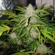 Auto Amnesia Haze feminised Master Seed