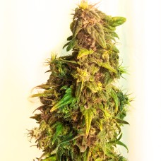 Super Mazar feminised Victory Seeds