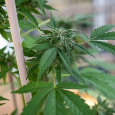 Sour Mango feminised Ganja Seeds