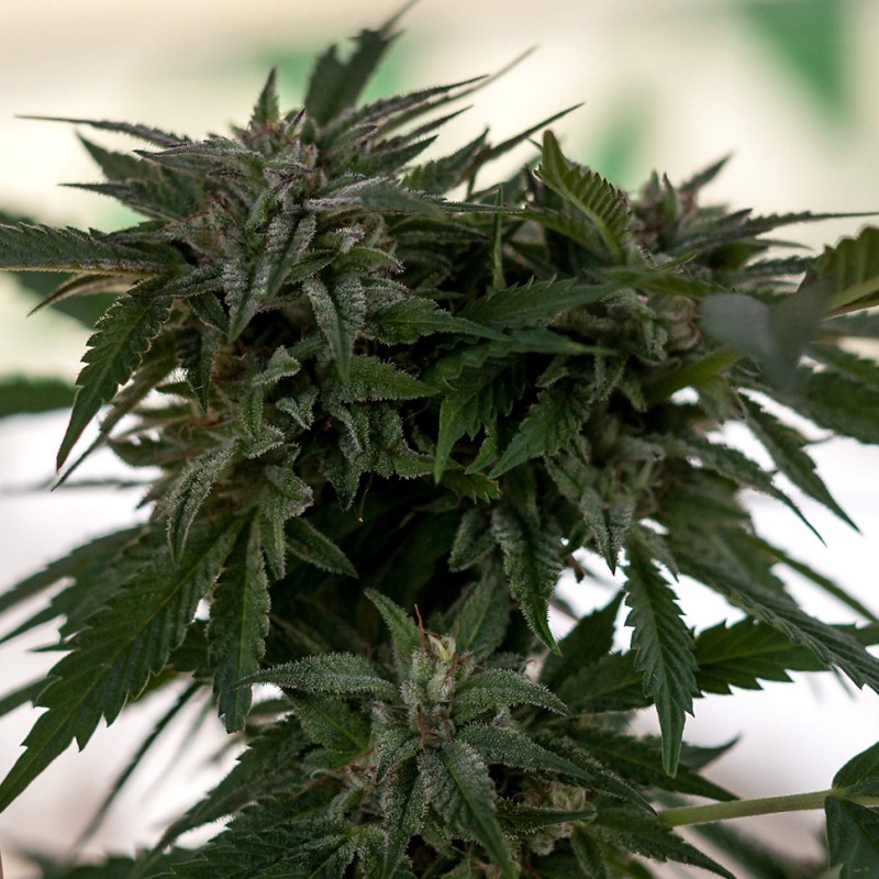 Sour Mango feminised Ganja Seeds