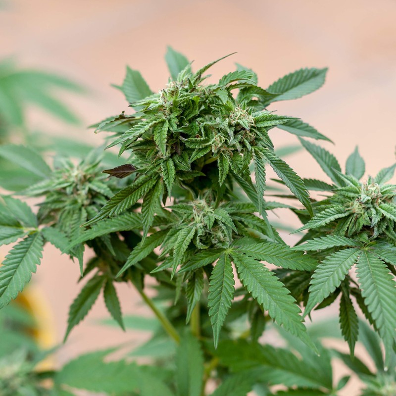 Sour Mango feminised Ganja Seeds