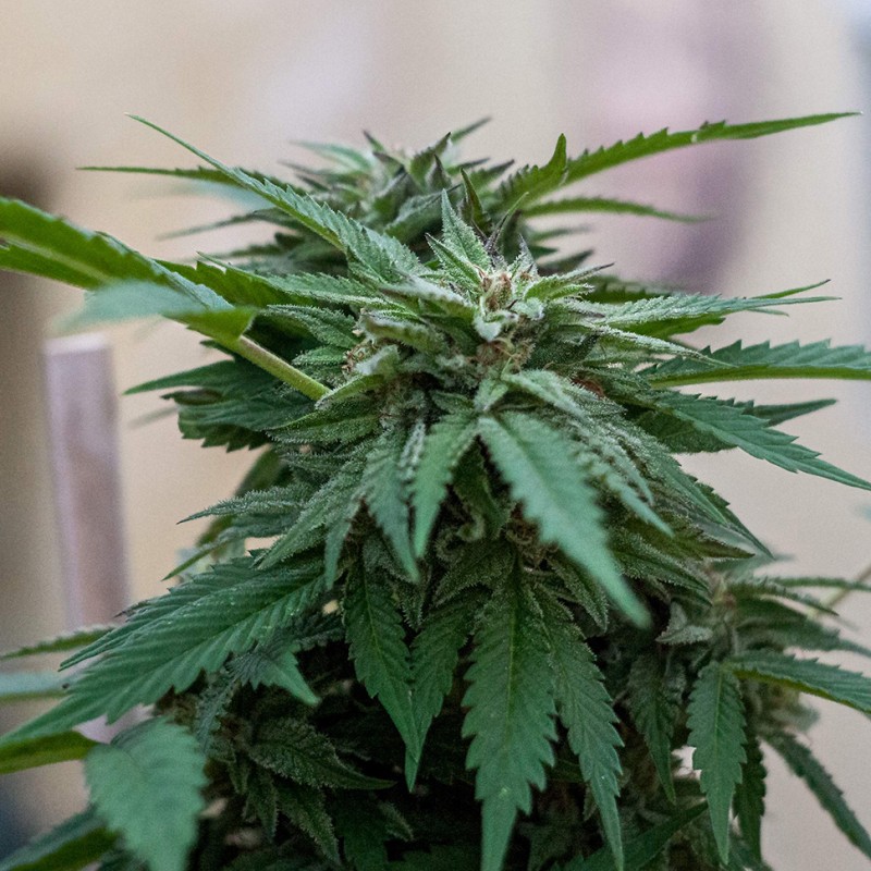 Sour Mango feminised Ganja Seeds