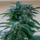 Sour Mango feminised Ganja Seeds