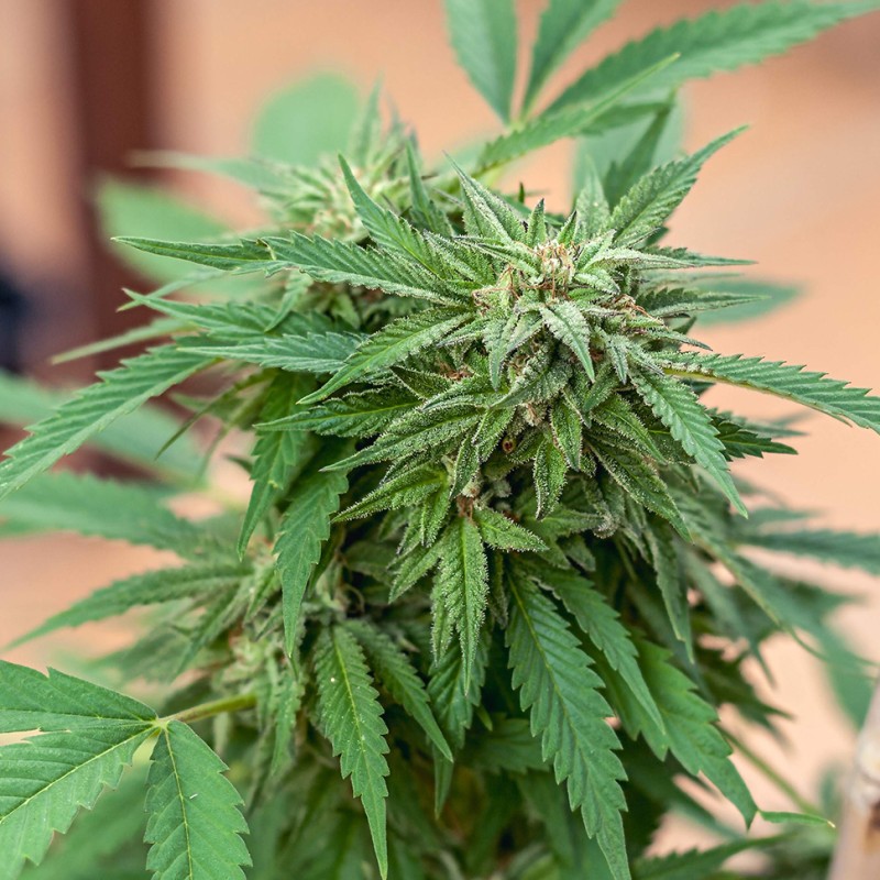 Sour Mango feminised Ganja Seeds