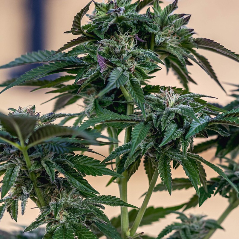 Sour Mango feminised Ganja Seeds