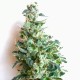 Auto Jack feminised GanjaLiveSeeds