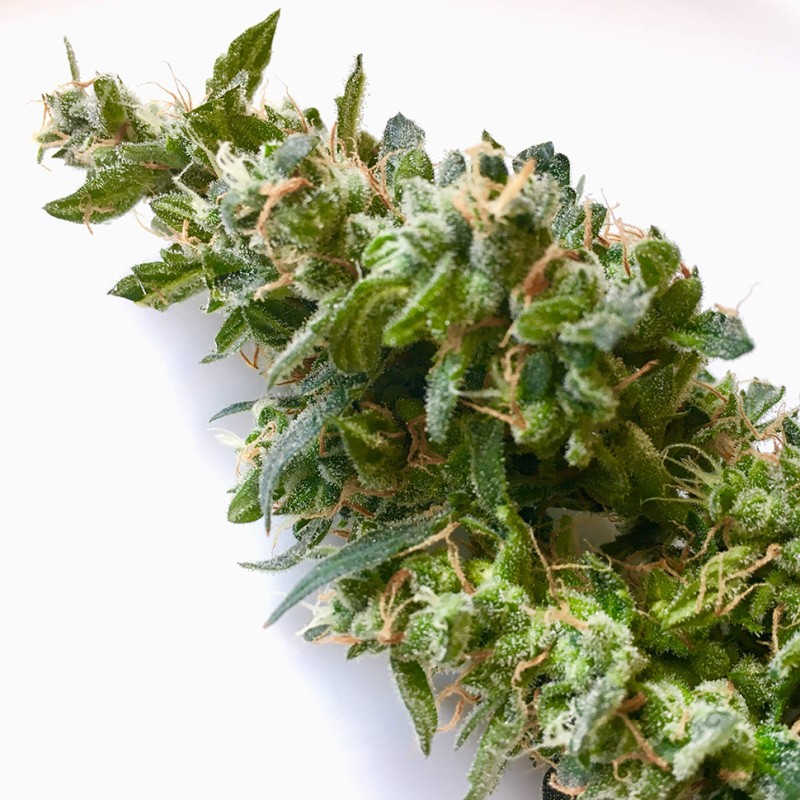Auto Jack feminised GanjaLiveSeeds
