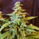 Auto Jack feminised GanjaLiveSeeds
