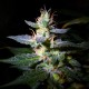 Auto Jack feminised GanjaLiveSeeds