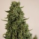 Auto Doctor's Choice feminised Ganja Seeds