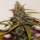 Auto Big Devil feminised Ganja Seeds - 2 насінини