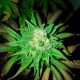 Auto Big Devil feminised Ganja Seeds - 2 насінини