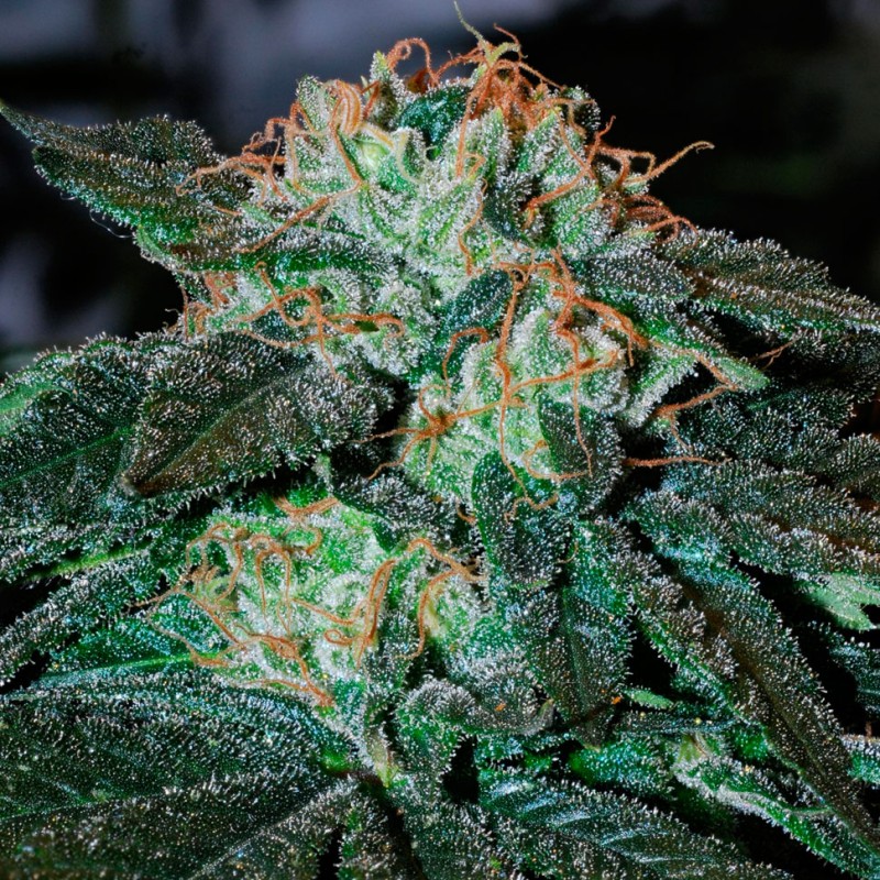 Auto Big Devil feminised Ganja Seeds - 2 насінини