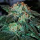 Auto Big Devil feminised Ganja Seeds - 2 насінини