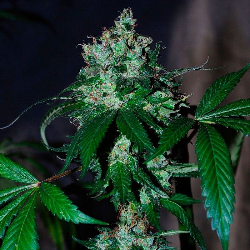 Auto Big Devil feminised Ganja Seeds - 2 насінини