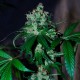 Auto Big Devil feminised Ganja Seeds - 2 насінини