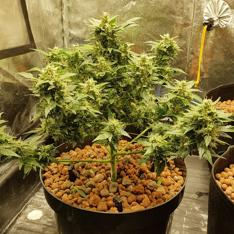Auto Big Devil feminised Ganja Seeds - 2 насінини