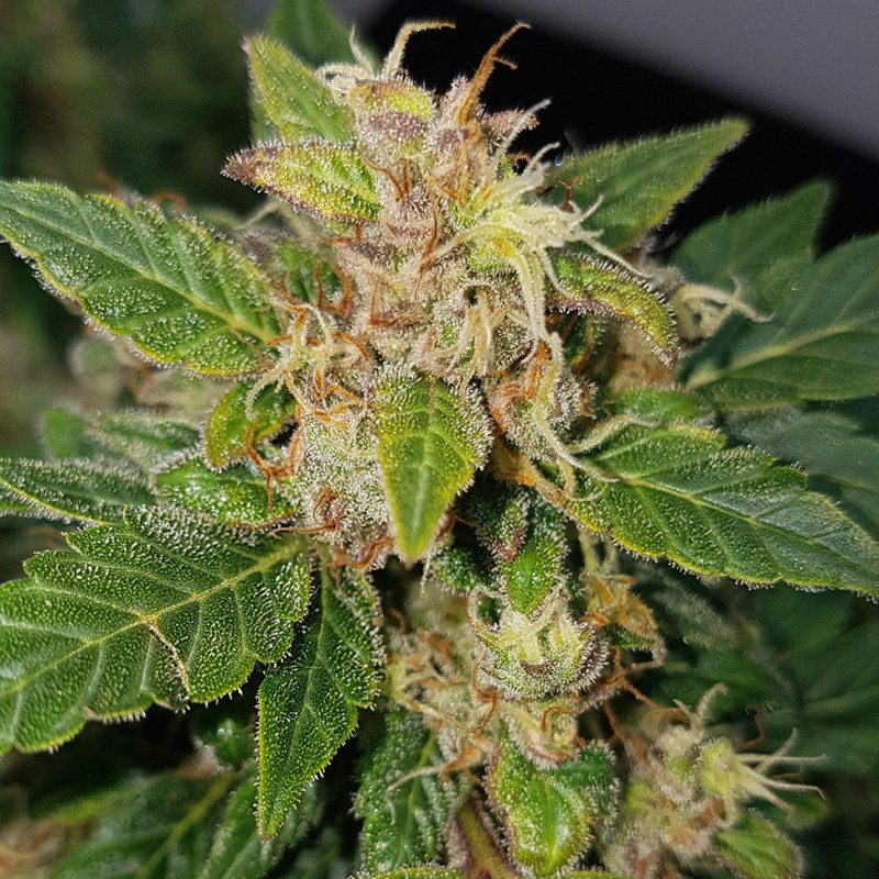 Auto Big Devil feminised Ganja Seeds - 2 насінини