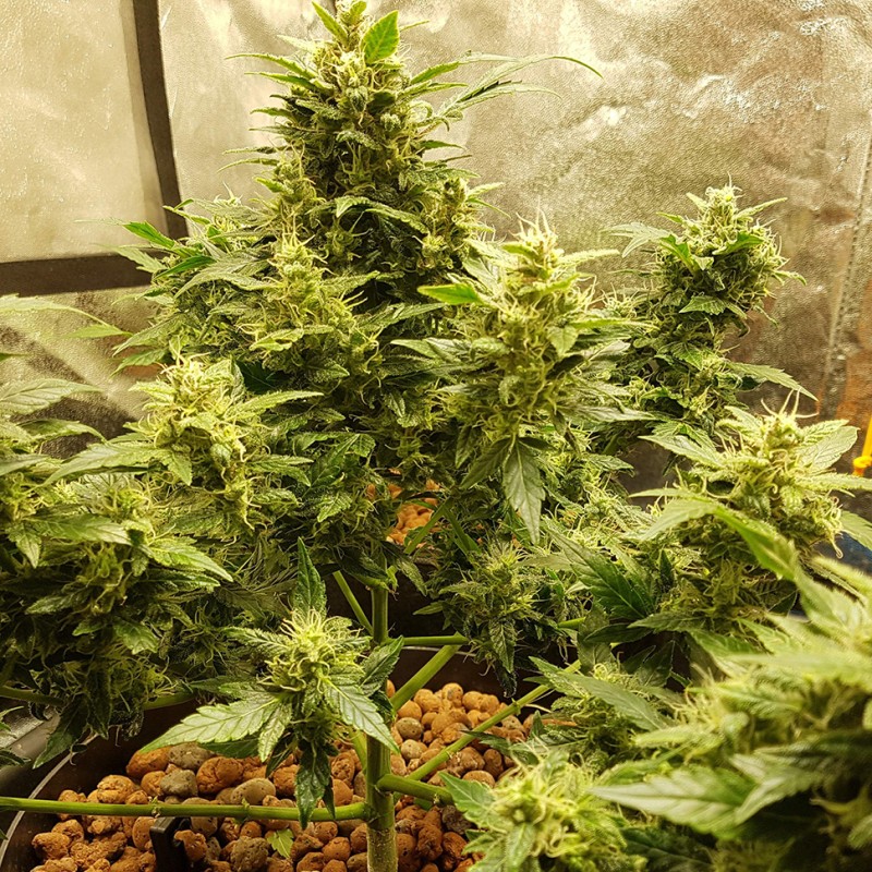 Auto Big Devil feminised Ganja Seeds - 2 насінини