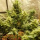 Auto Big Devil feminised Ganja Seeds - 2 насінини