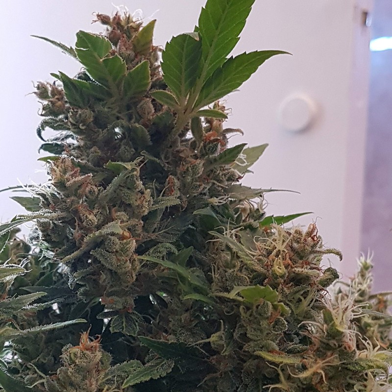 Auto Big Devil feminised Ganja Seeds - 2 насінини