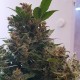 Auto Big Devil feminised Ganja Seeds - 2 насінини