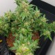 Auto Big Devil feminised Ganja Seeds - 2 насінини