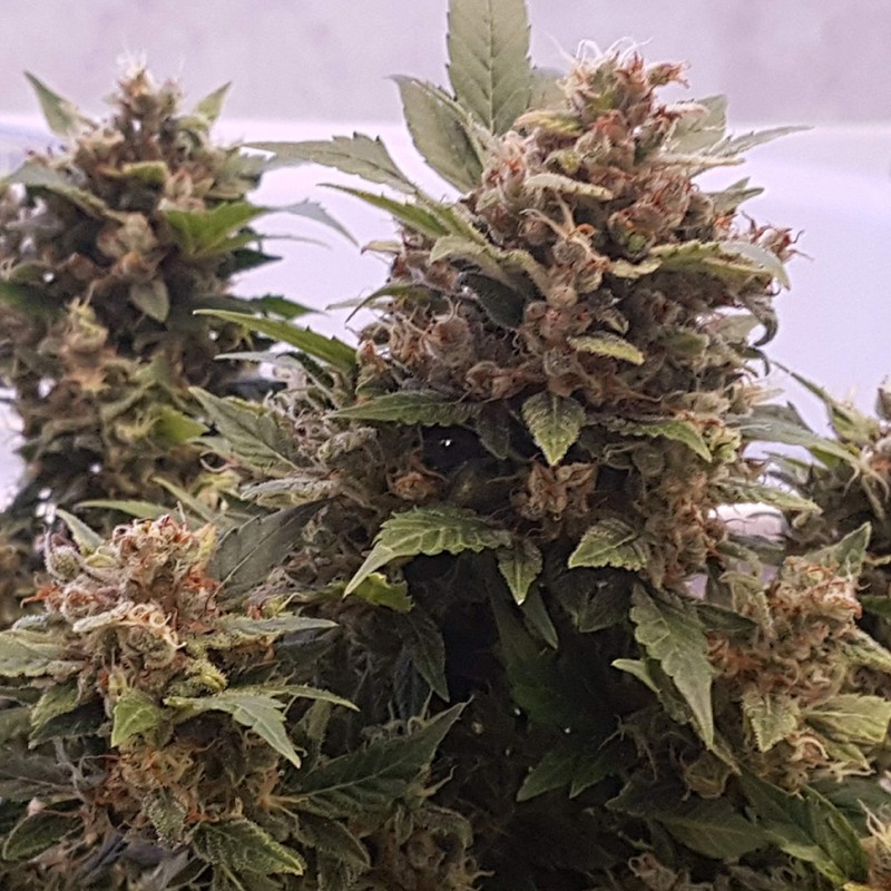 Auto Big Devil feminised Ganja Seeds - 2 насінини
