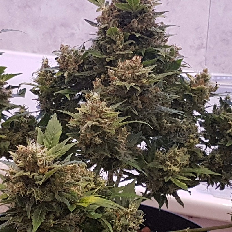 Auto Big Devil feminised Ganja Seeds - 2 насінини