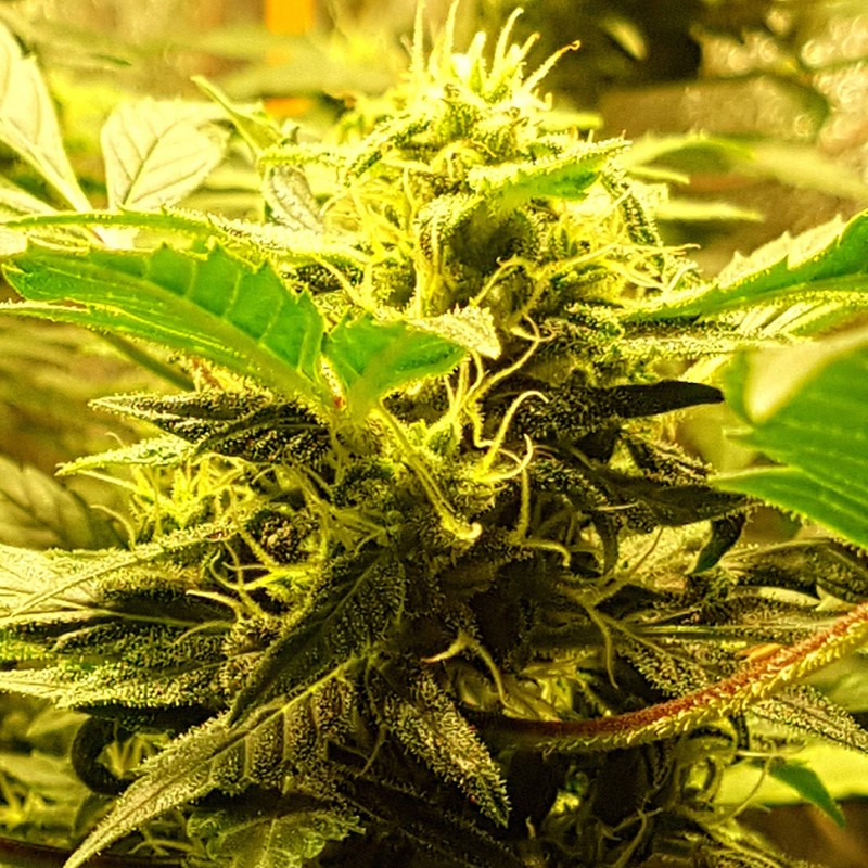 Auto Big Devil feminised Ganja Seeds - 2 насінини